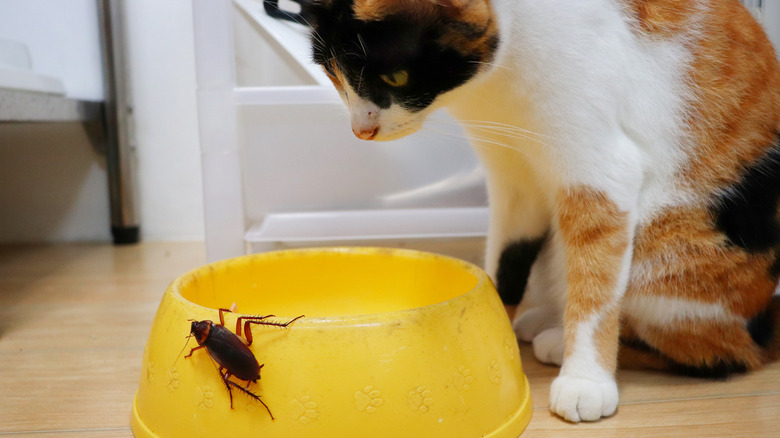 Cockroach on cat food bowl