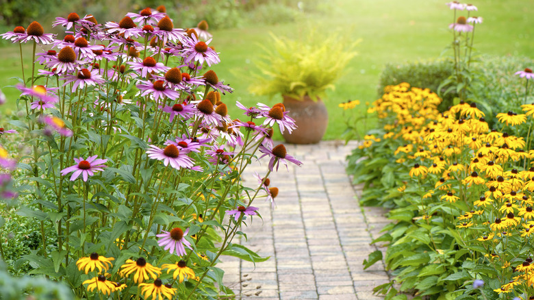coneflowers in garden