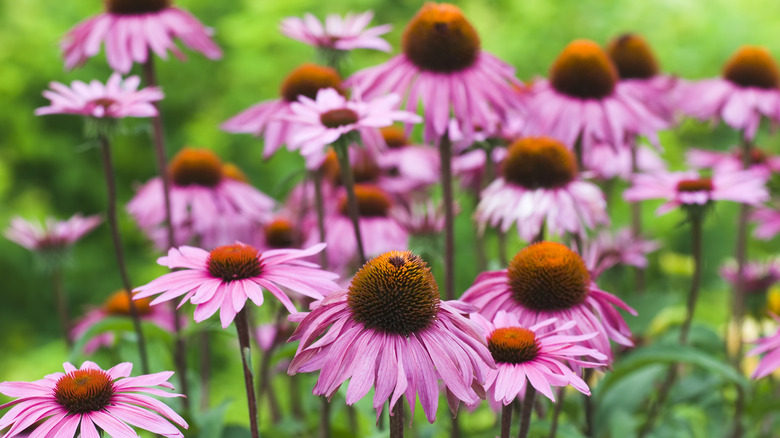 Purple coneflowers outside