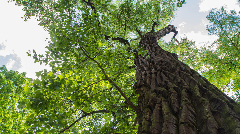 Cottonwood tree bottom view