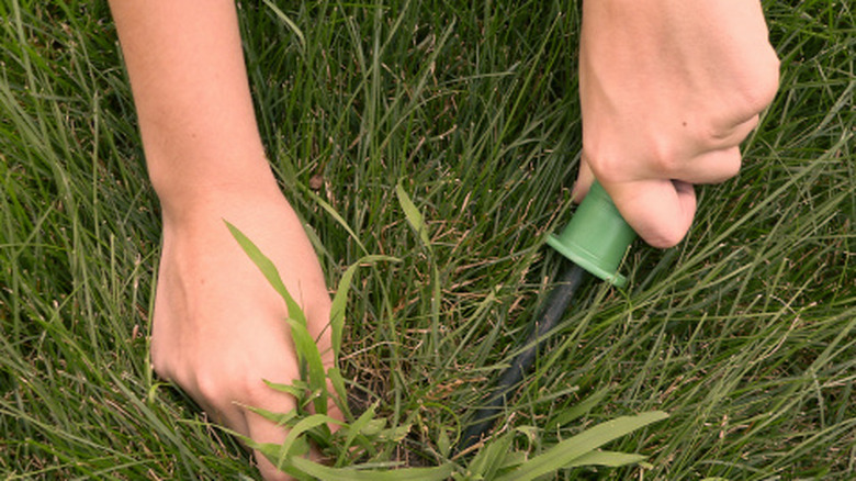 A person pulling out crabgrass using a gardening tool.