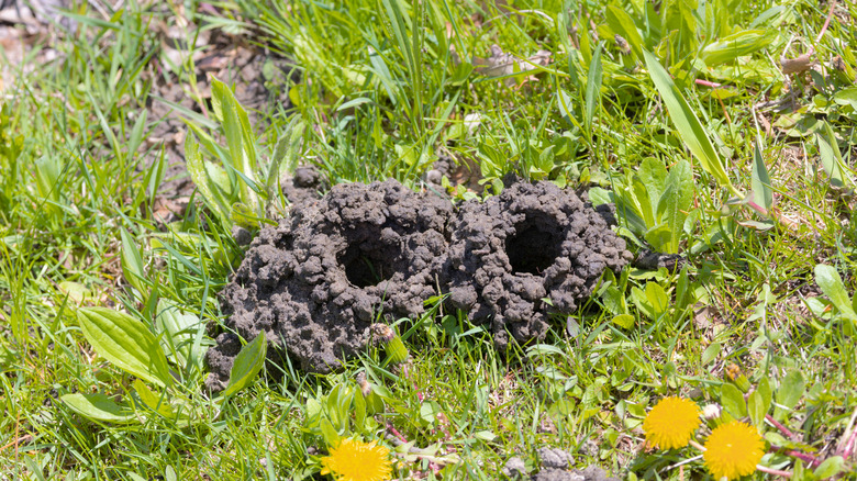 Crawfish mound in a yard near some yellow flowers
