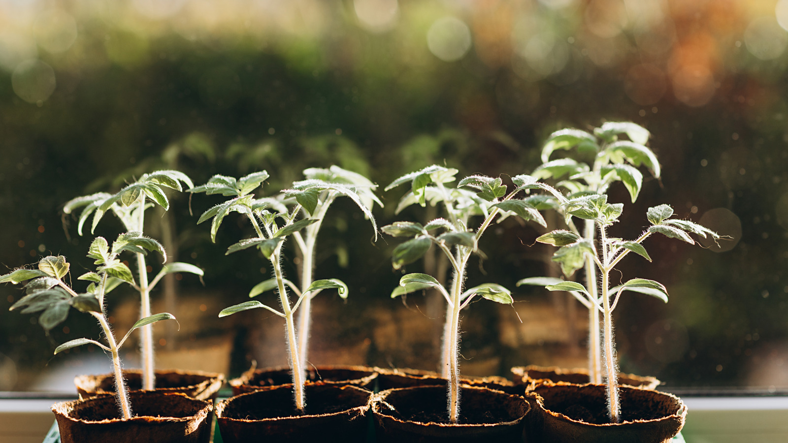 Pruning tips for your two-leader tomato plant