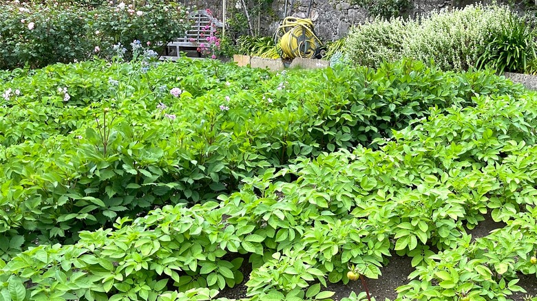 Potato plants and dahlias