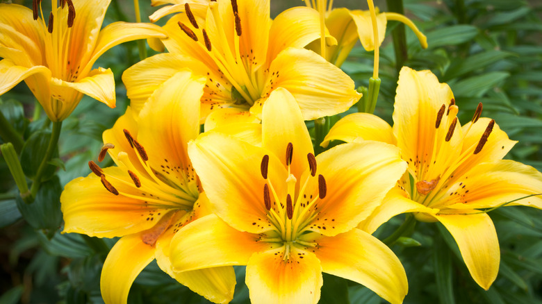 yellow day lilies