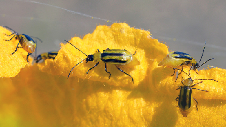 striped cucumber beetle