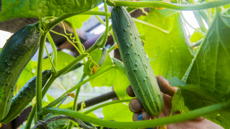 Cucumbers on the vine