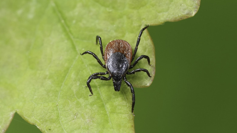 A red tick sitting on a leaf