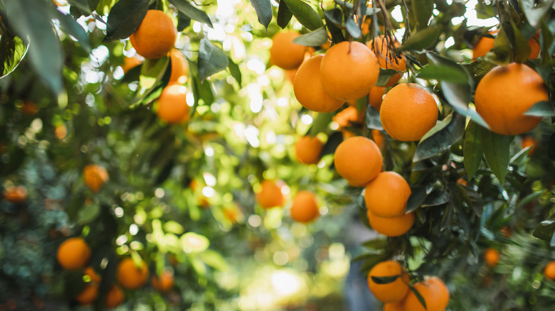 Several orange trees grow on an orange tree farm, bursting with fruit in the sunlight.