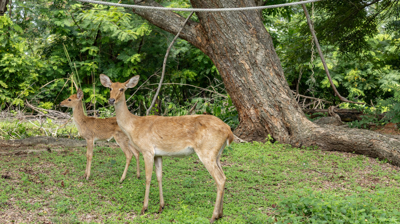 two deer standing in lush green area near large tree, surrounded by foliage and natural vegetation,