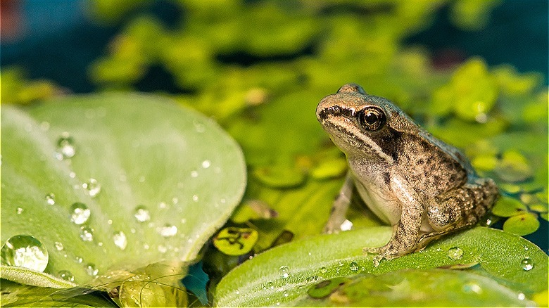 Frog sitting on lily pad