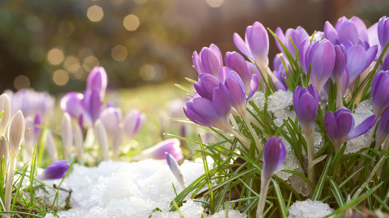 Purple crocus flowers in snow