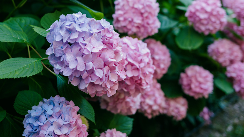 hydrangeas in bloom