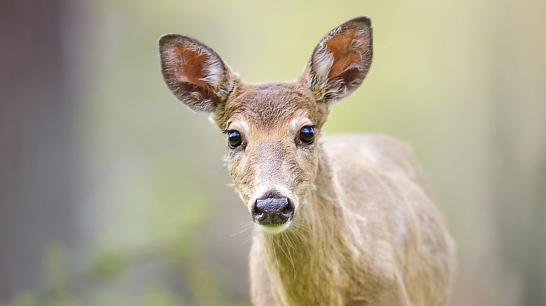 Deer looking into camera