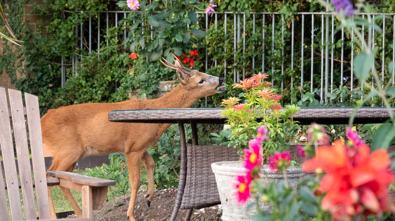 A deer in a back yard munching on some flowers