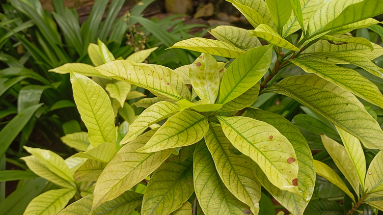 Gardenia plant with yellow leaves.