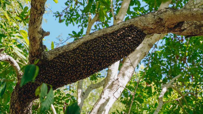 A big swarm of honey bees on a tree branch in yard