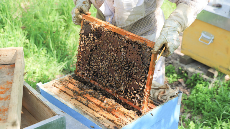 A beekeeper inspecting a hive of bees in their yard