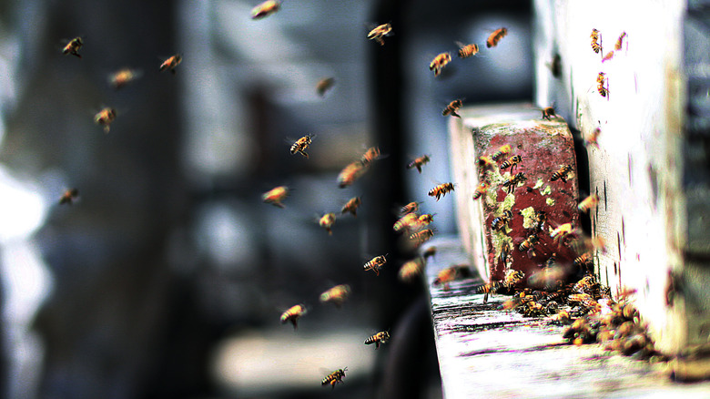 Lot of honey bees in flight in backyard