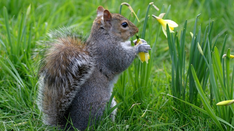 squirrel and daffodils