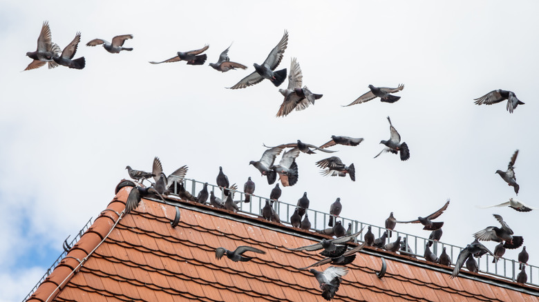 swarm of pigeons on roof