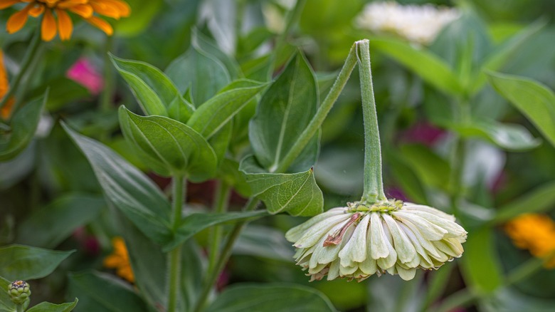 flower with broken stem