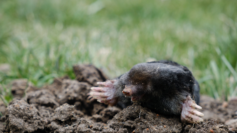 Mole poking out of a molehill