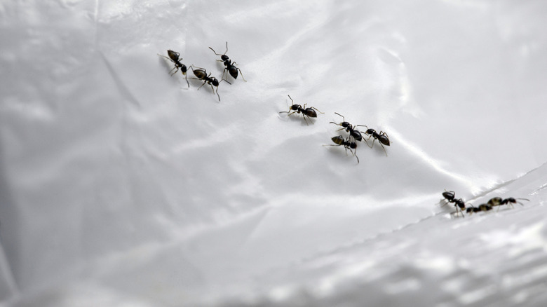 Ants marching on the plastic surface of a trash bag