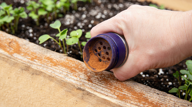 Hand sprinkling cinnamon powder along wood as a garden ant deterrent