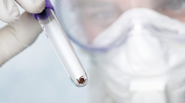 Scientist examining tick in test tube