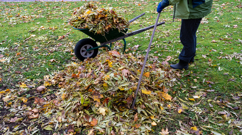 Person raking leaves into wheelbarrow