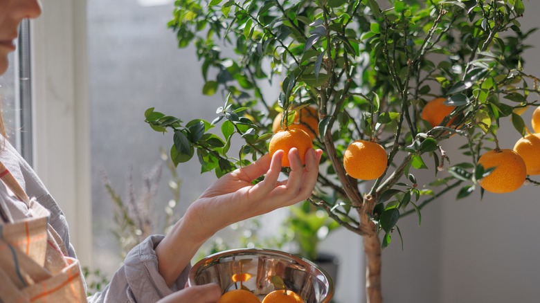 Person with orange tree