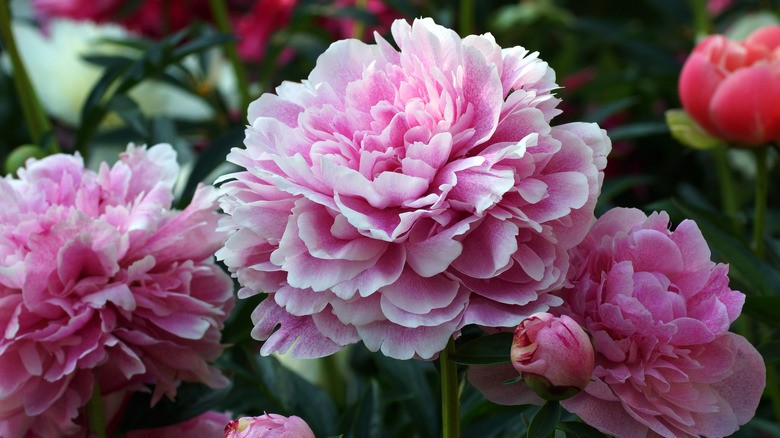 peony flowers