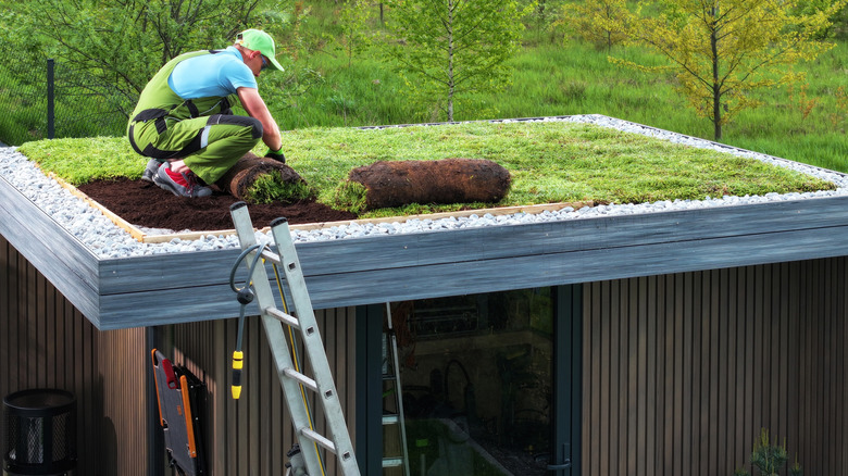 A man putting down grass on the flat roof of a small building