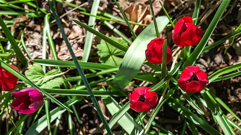Close-up of closed poppy petals