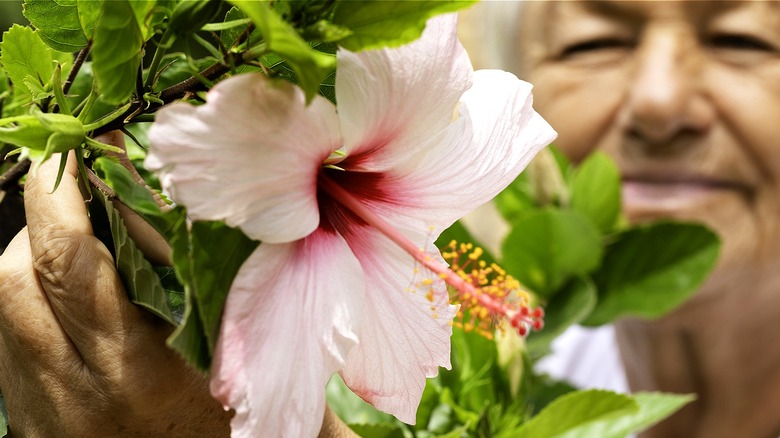 Close-up of a hibiscus as a person hand holds the plant, their face out of focus in the background
