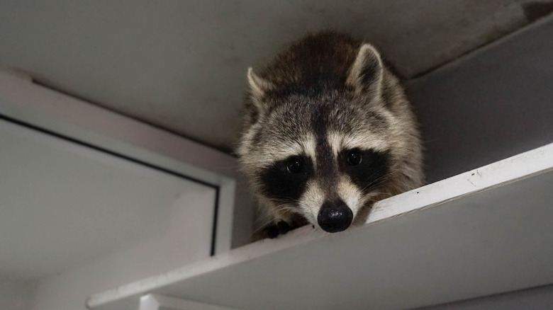 A raccoon looks down from a white shelf