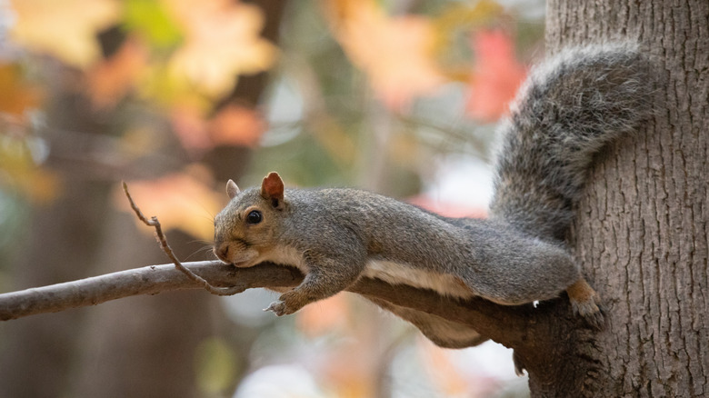 squirrel splooting on a branch