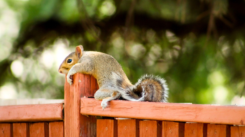 squirrel heat dumping on a fence