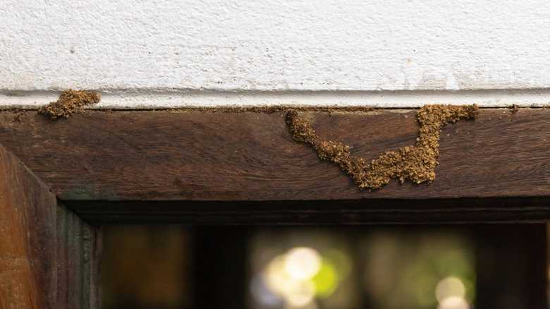 Termite tube on door jamb showing signs of infestation