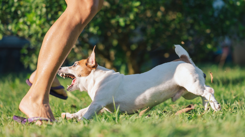 A small brown and white dog lunging at a person's leg, teeth fully exposed