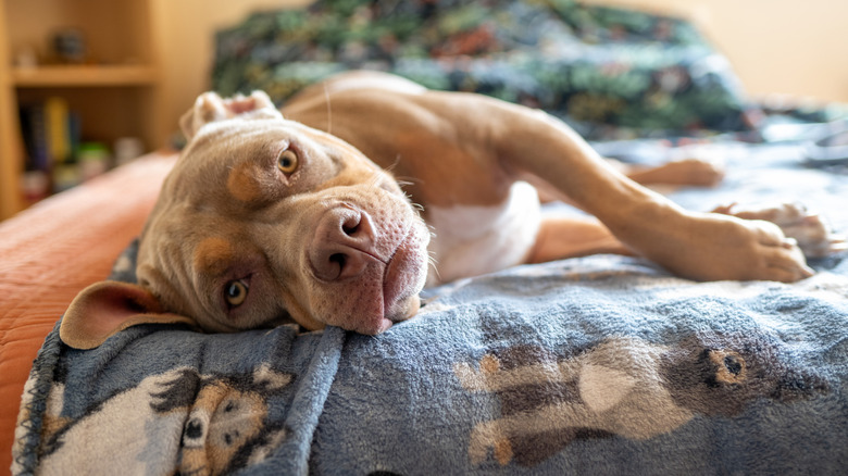 A bully breed dog lying on a dog blanket on a bed.