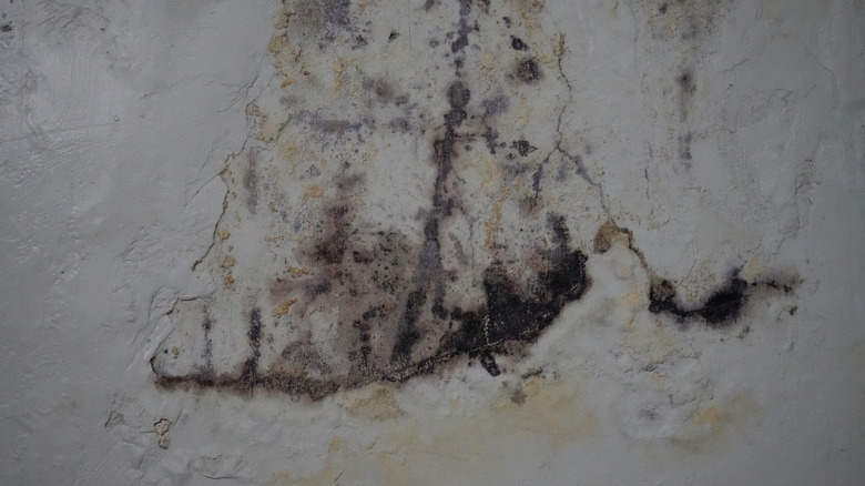 A wall with mold and mildew stains