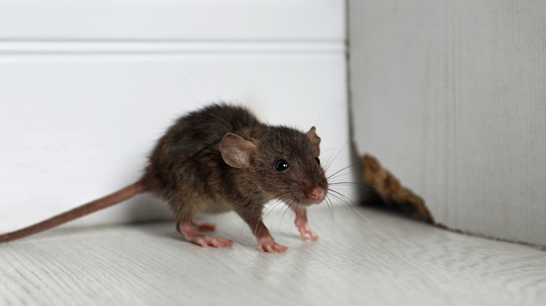 A small brown rat inside a house