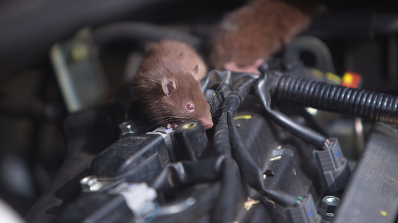 mice crawling in car engine