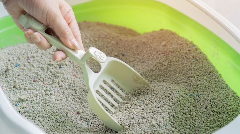 hand scooping litter box