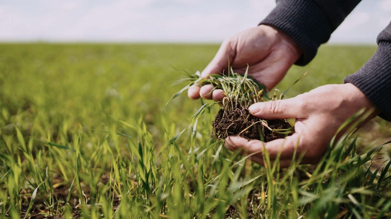 A person inspecting a clump of grass