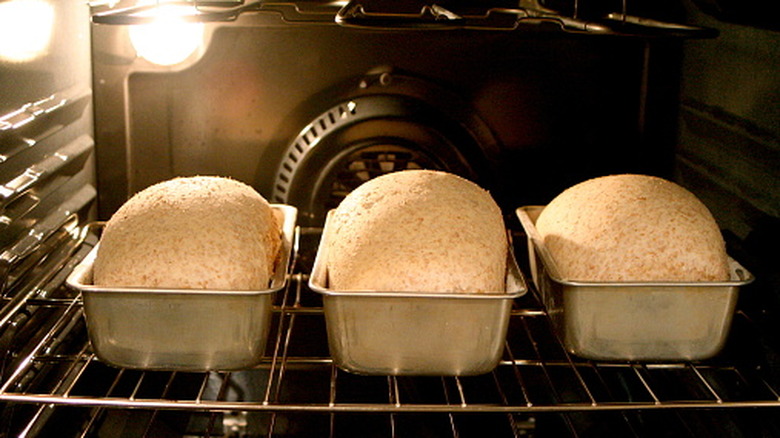 Three bread doughs in separate loaf pans proofing in an oven with the light on