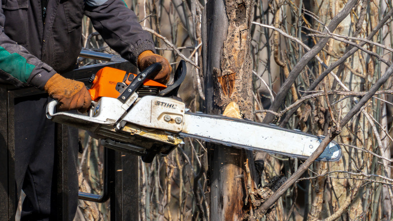 A person clearing branches with a STIHL chainsaw