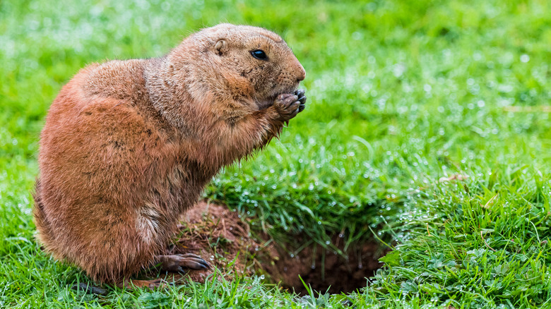 profile close-up view of a gopher standing above burrowed hole